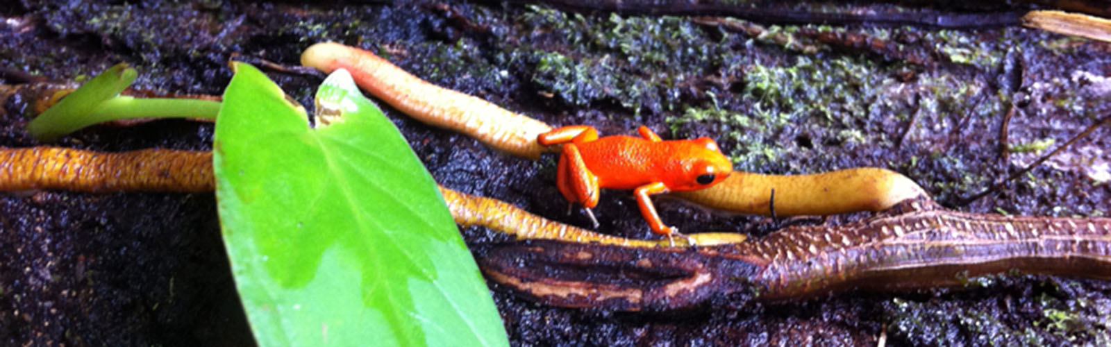 A red dart frog posed on a stick next to a single green leaf.